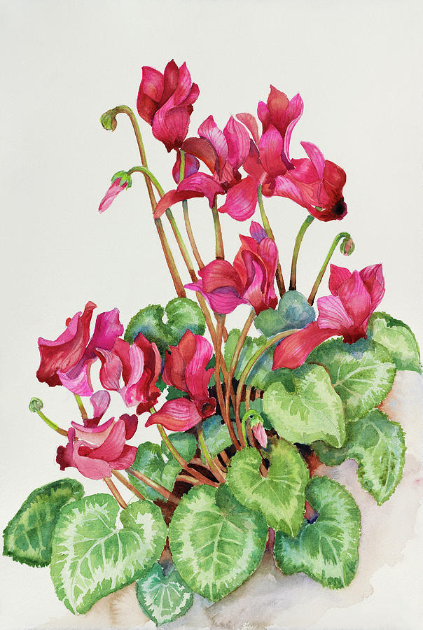 Red Cyclamen Painting by Joanne Porter