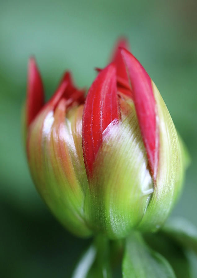Red Dahlia Bud Starting To Open Up Photograph by Johanna Hurmerinta