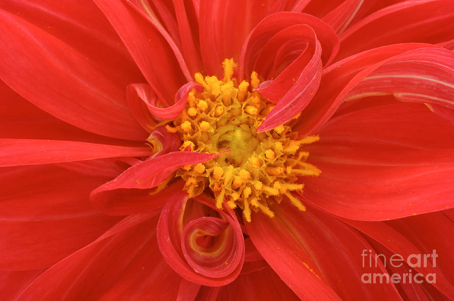 Red Dahlia Close Photograph by Imageman - Fine Art America