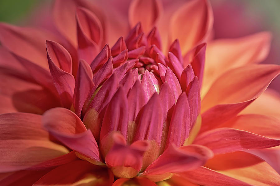 Still Life Photograph - Red Dahlia by Cora Niele