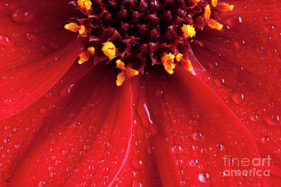 Red Dahlia flower close up with water drops Photograph by Simon Bratt
