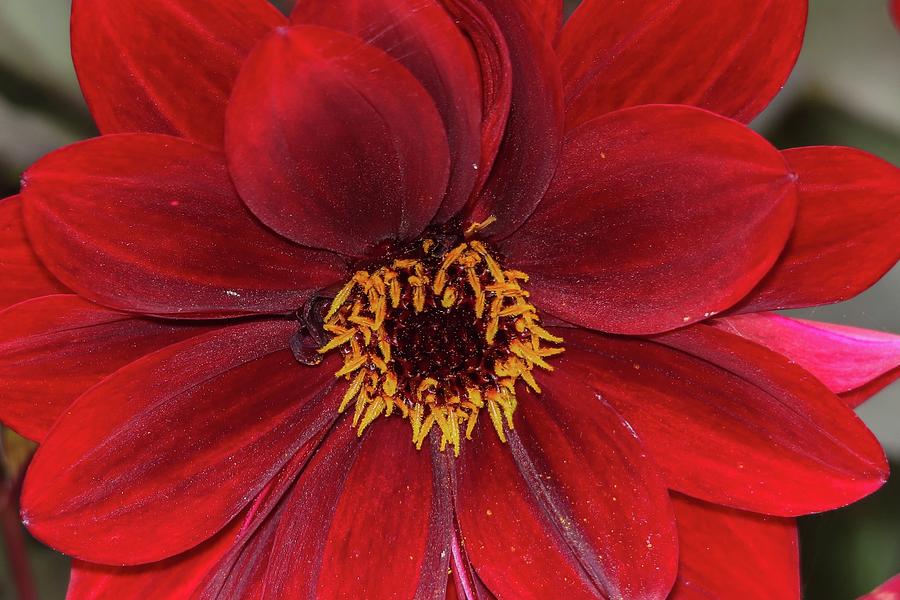 Flower Photograph - Red Dahlia Flower Closeup by Marlin and Laura Hum
