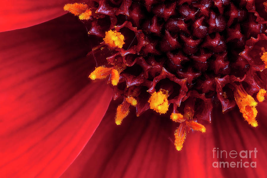 Red Dahlia flower in extreme macro Photograph by Simon Bratt