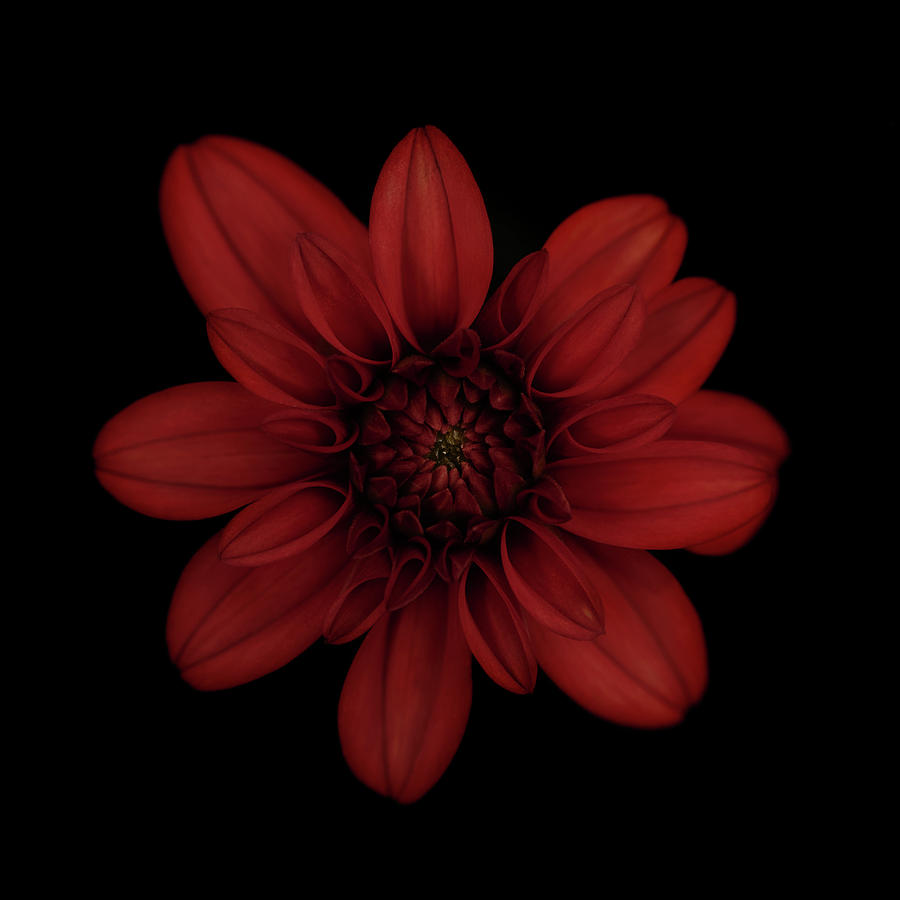 Flower Photograph - Red Dahlia by Lotte Grnkjr