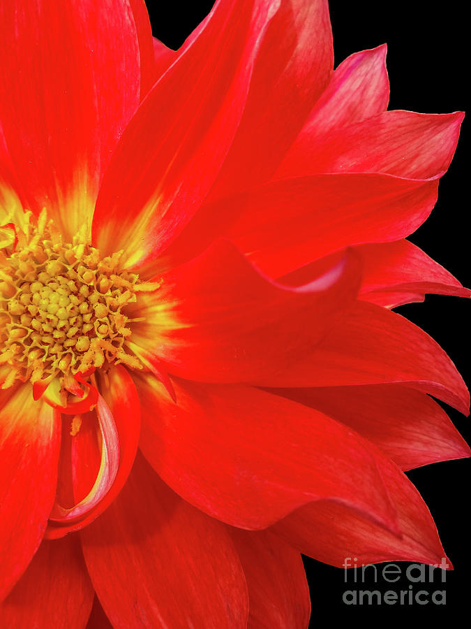 Red Dahlia On Black Background by Tony Baca Red Dahlia On Black Background by Tony Baca