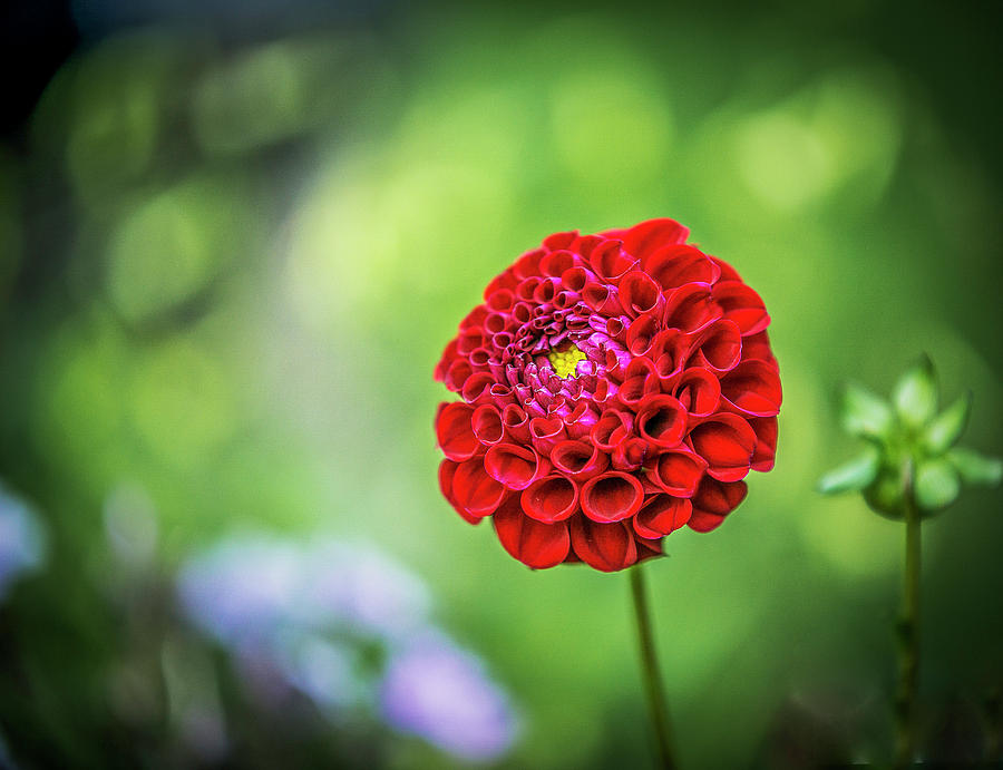Red Dahlia Photograph by Silvia Marcoschamer