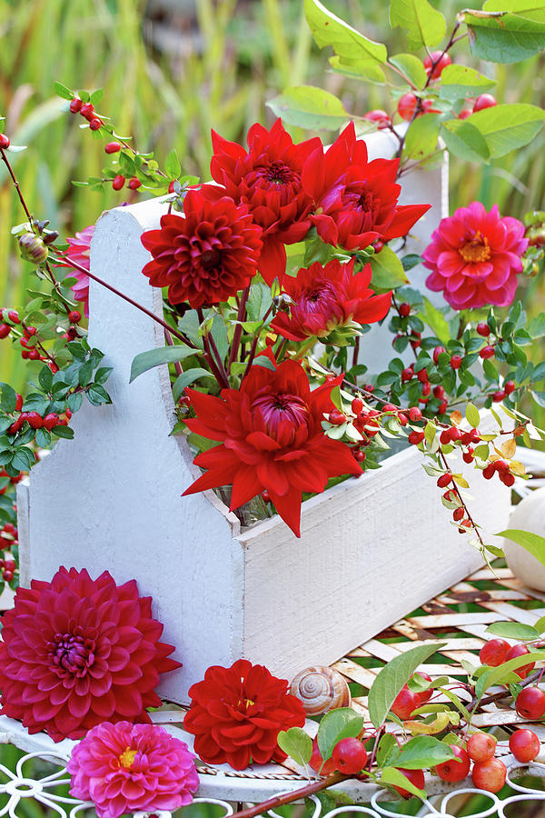 Red Dahlias In White-painted Wooden Bottle Carrier Photograph by Angelica Linnhoff