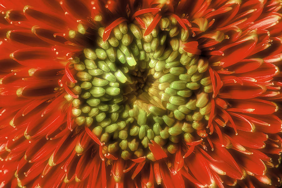 Red Daisy by David Chiles Red Daisy by David Chiles