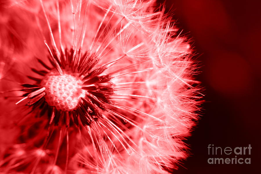 dandelion flat red bottom
