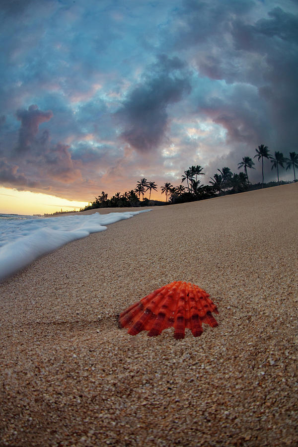 Beach Photograph - Red Dawn by Sean Davey