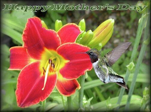 Red Day Lily and Hummingbird for Mothers Day Photograph by Sandra Huston