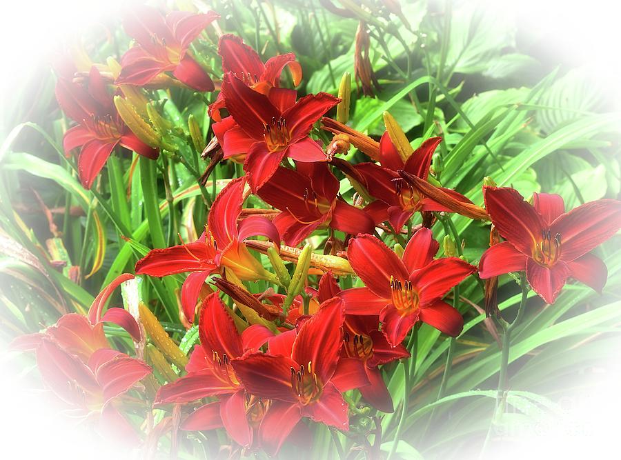 Red Daylilies Photograph by Yvonne Johnstone