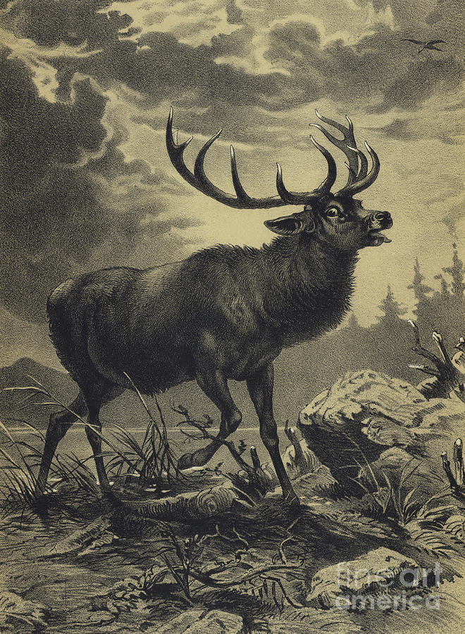 Red Deer beside a lake Drawing by English School