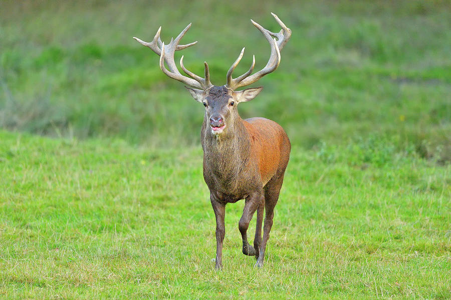 Red Deer, Cervus Elaphus Photograph by Raimund Linke