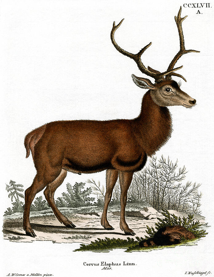 Red Deer circa 19th century Colored engraving Drawing by German School