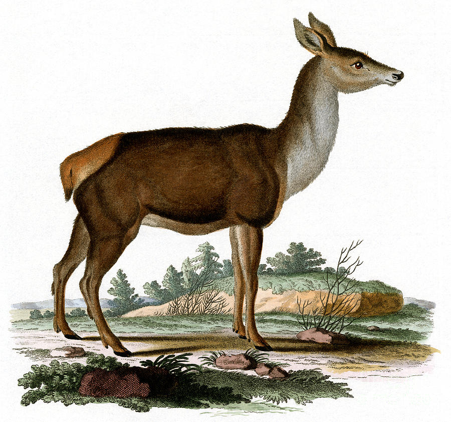 Red Deer colored engraving Painting by German School