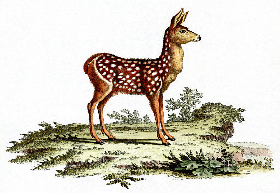 Deer Painting - Red Deer Fawn by German School