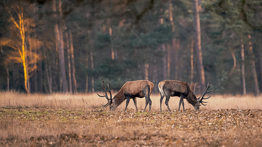Deer Photograph - Red Deer Grazing Back To Back by Gert J Ter Horst