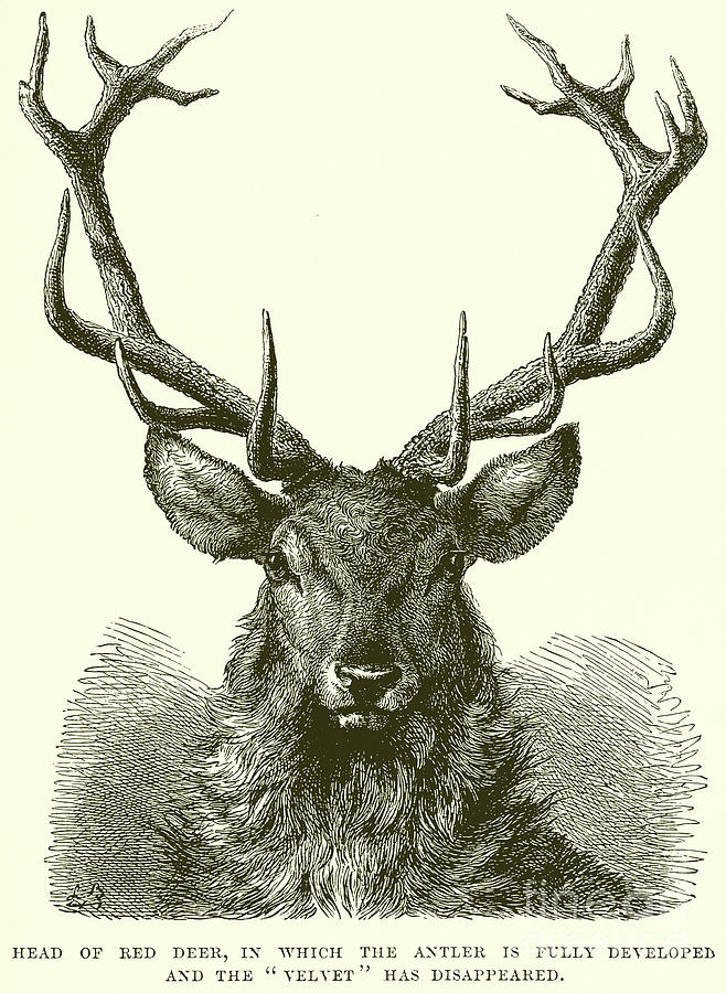 Red Deer Head Drawing by English School