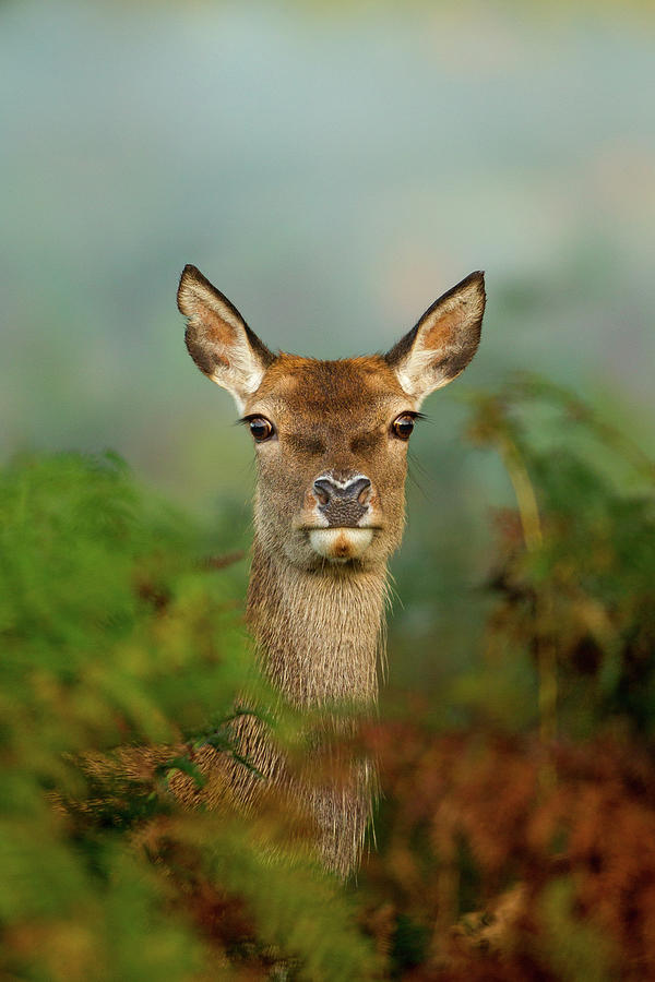 Red Deer Hind Cervus Elaphus Photograph by Mark Smith