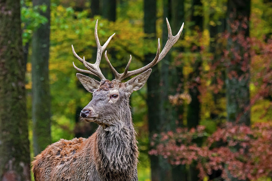 Red Deer in Forest Photograph by Arterra Picture Library