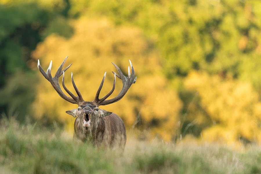 Red Deer In Heat 2 Photograph by Jesper E. Knudsen