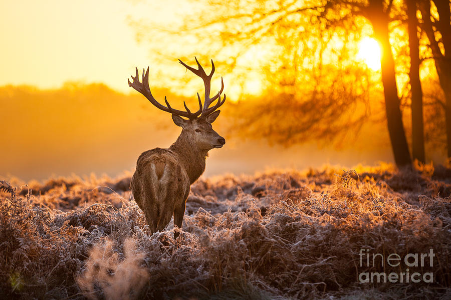Deer Photograph - Red Deer In Morning Sun by Arturasker