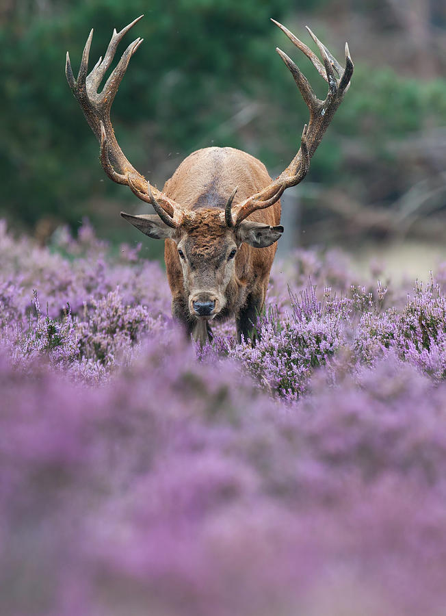 Red Deer In The Heather Photograph by Rob Christiaans
