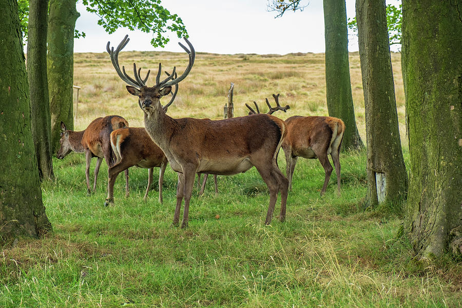 Deer Photograph - Red Deer inside Lyme Park by Iordanis Pallikaras
