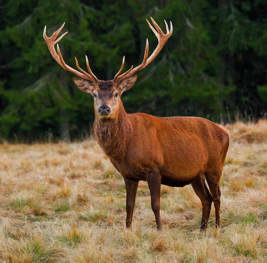 Red Deer Digital Art by Olimpio Fantuz - Fine Art America