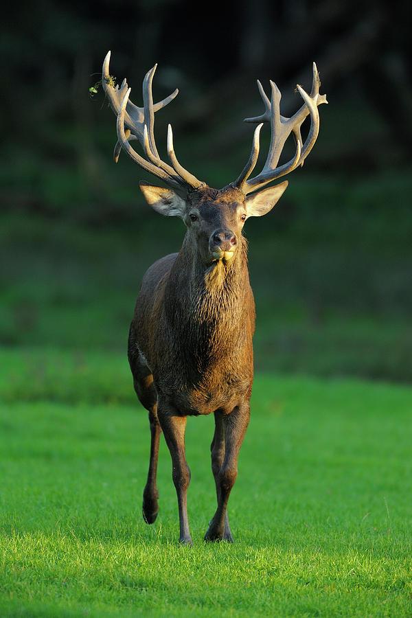 Red Deer Photograph by Raimund Linke