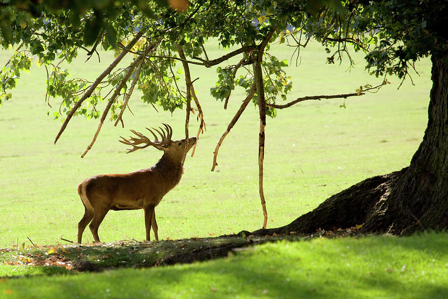 Red Deer Rubbing Antlers Photograph by Rob ellis Red Deer Rubbing Antlers Photograph by Rob ellis