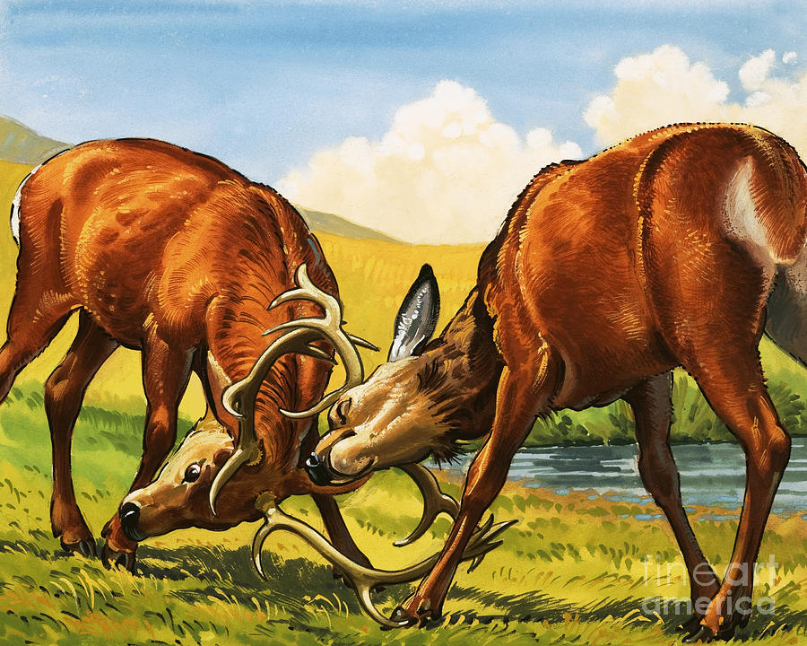 Red deer rutting Painting by English School