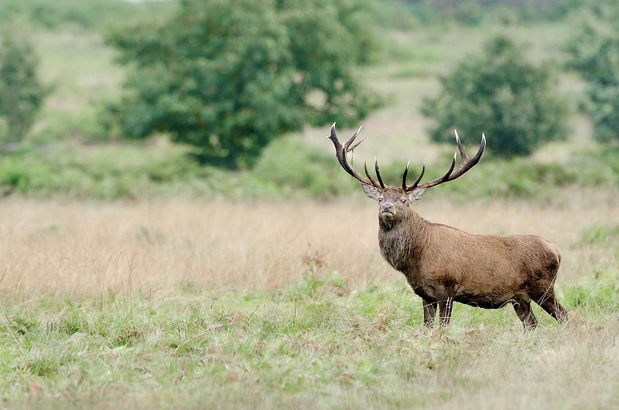 Red Deer Stag Photograph by A World Of Natural Diversity By Paul Shaw