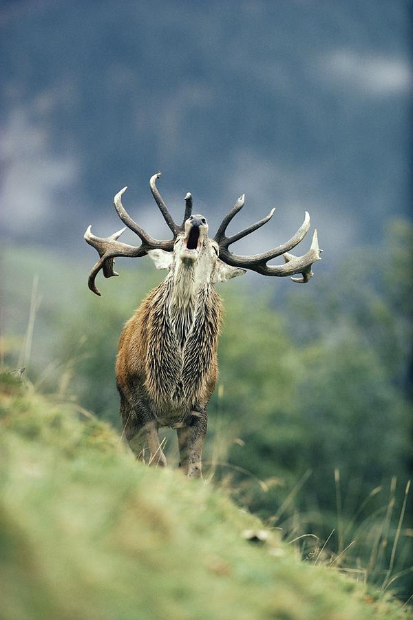 Red Deer Stag Bugling Photograph by Nhpa