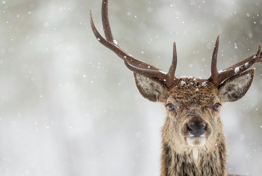 Red Deer Stag Close Up In The Snow, Scotland Photograph by Danny Green / Naturepl.com Red Deer Stag Close Up In The Snow, Scotland Photograph by Danny Green / Naturepl.com