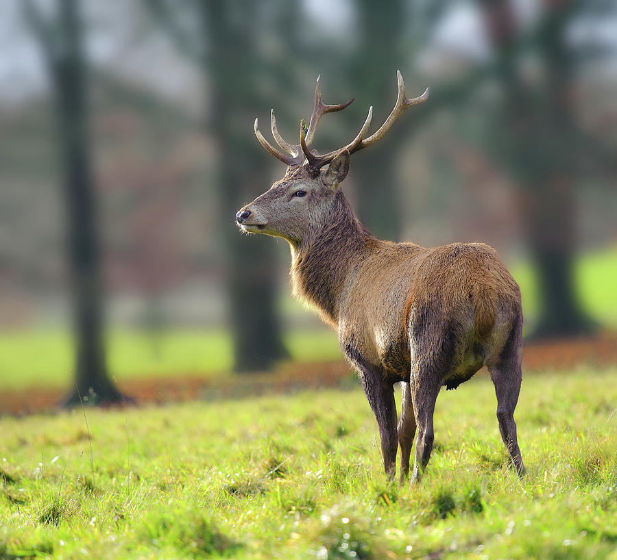 Red Deer Stag Photograph by Colin Carter Photography