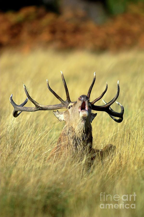 Deer Photograph - Red Deer Stag by Colin Varndell/science Photo Library
