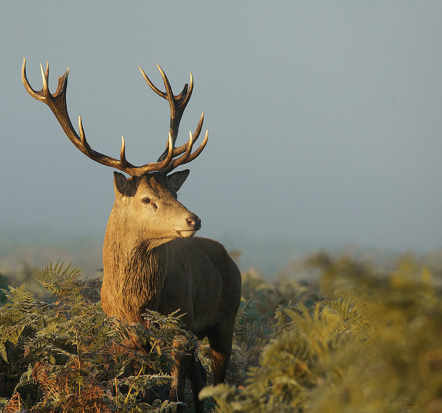 Red Deer Stag Photograph by Copyright Alex Berryman