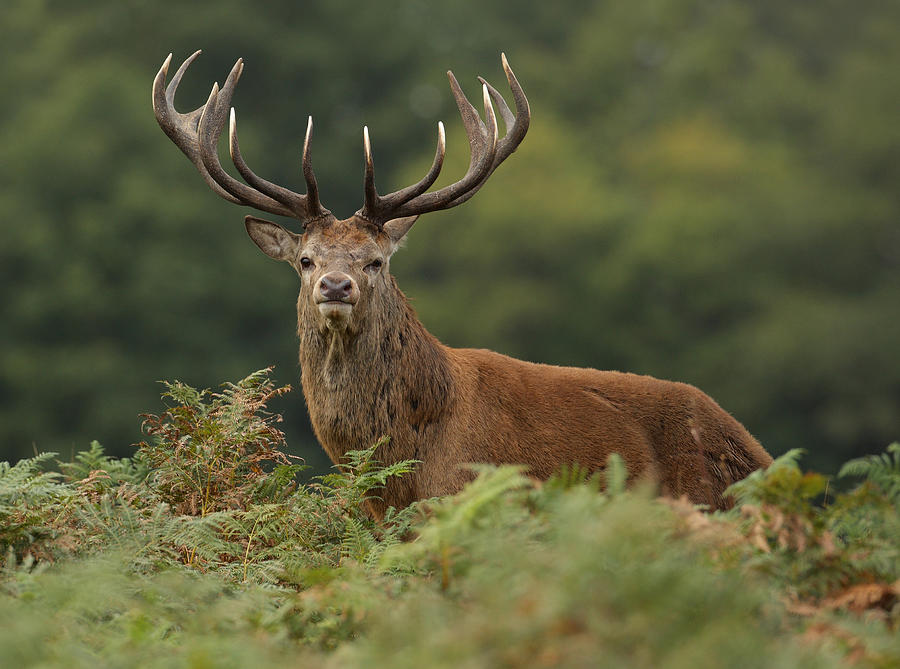 Red Deer Stag Photograph by Copyright Neil Neville