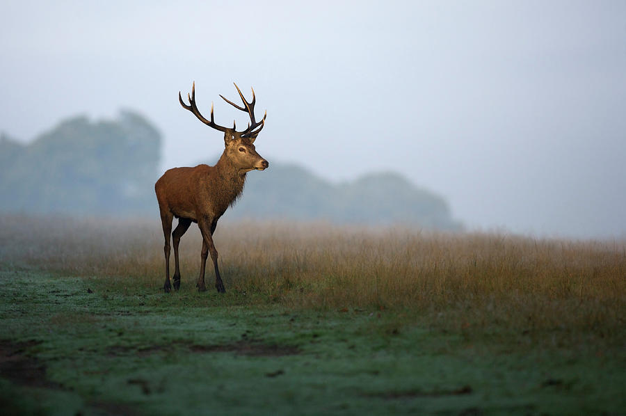 Red Deer Stag Photograph by Davethomasnz