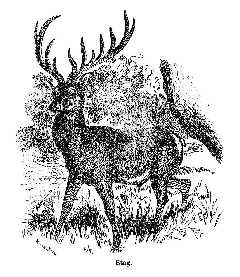Red Deer Stag Engraving Digital Art by Nnehring