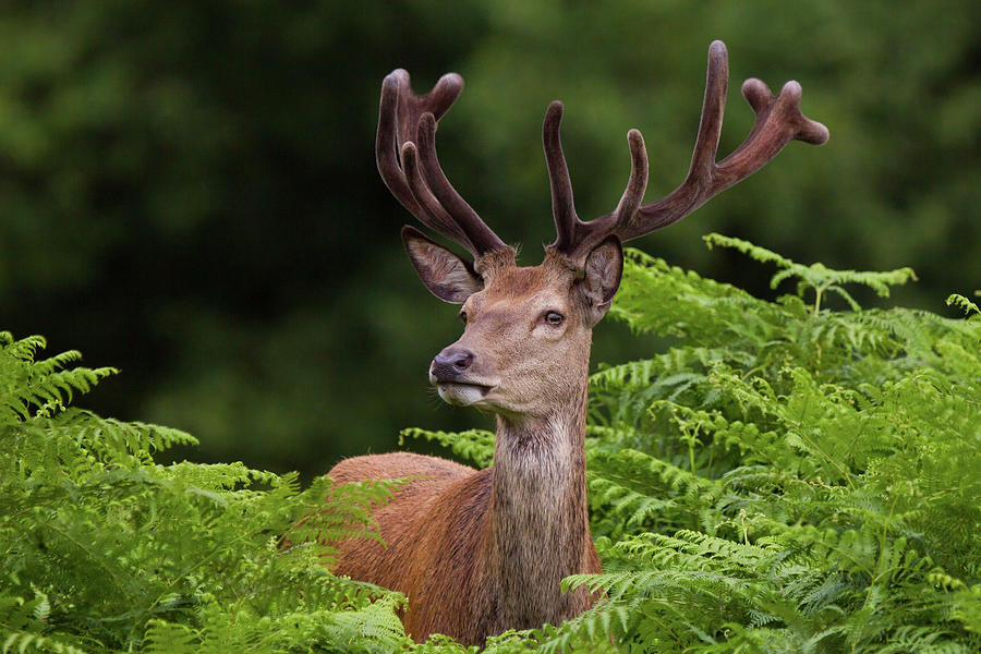 Red Deer Stag In Bracken Photograph by Mark Smith