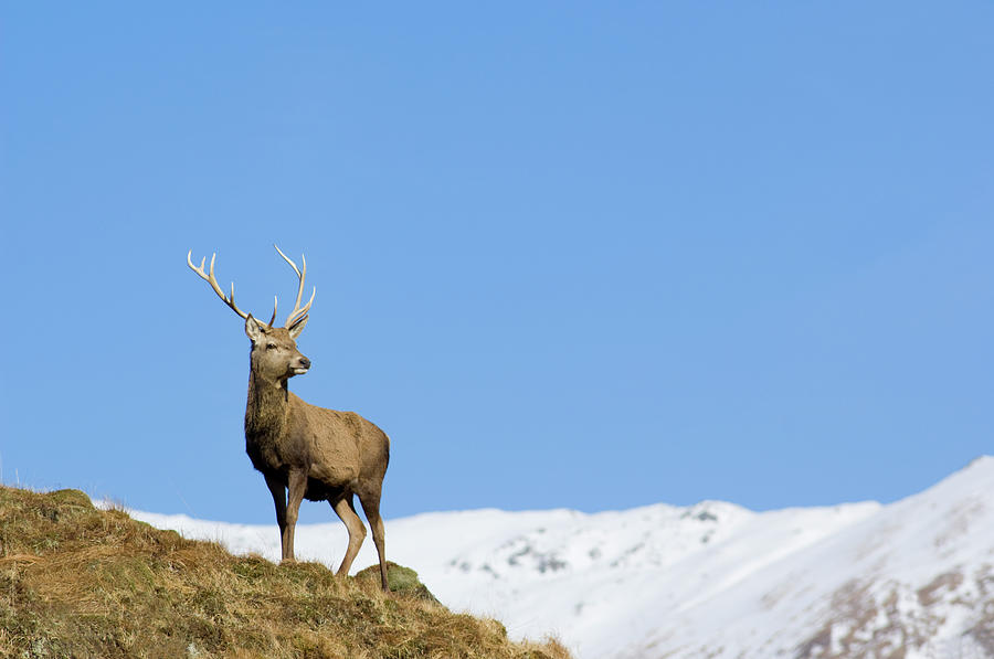 Red Deer Stag In Spring Photograph by Duncan Shaw