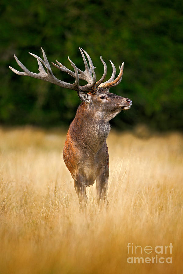 stag deer