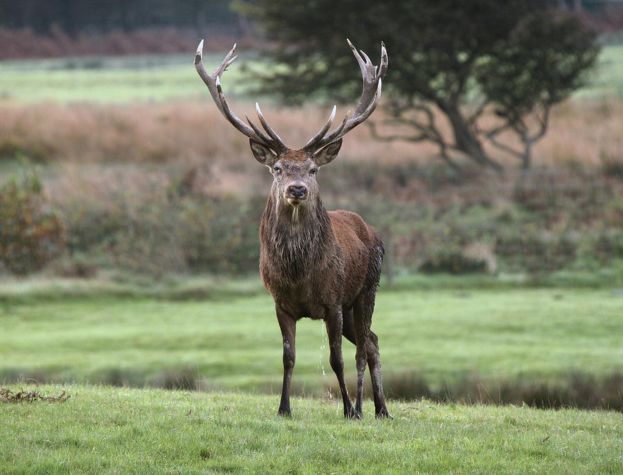 Red Deer Stag Photograph by Mike Warburton Photography - Fine Art America