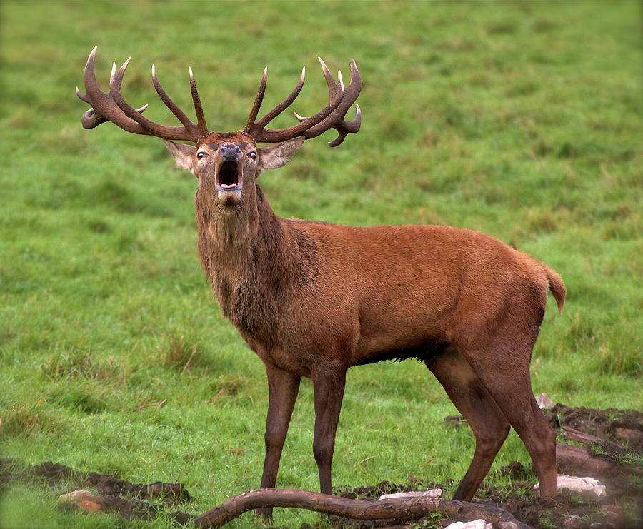 Red Deer Stag Photograph by Natures Wonders