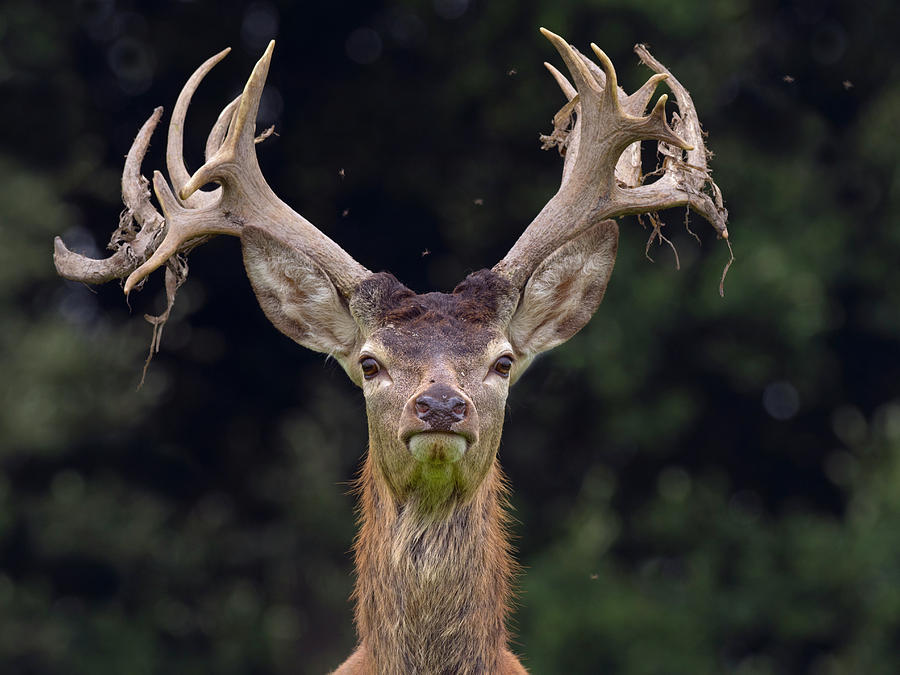 Red Deer Stag Velvet From Antlers, Norfolk, Photograph by Ernie Janes / Naturepl.com Fine Art America