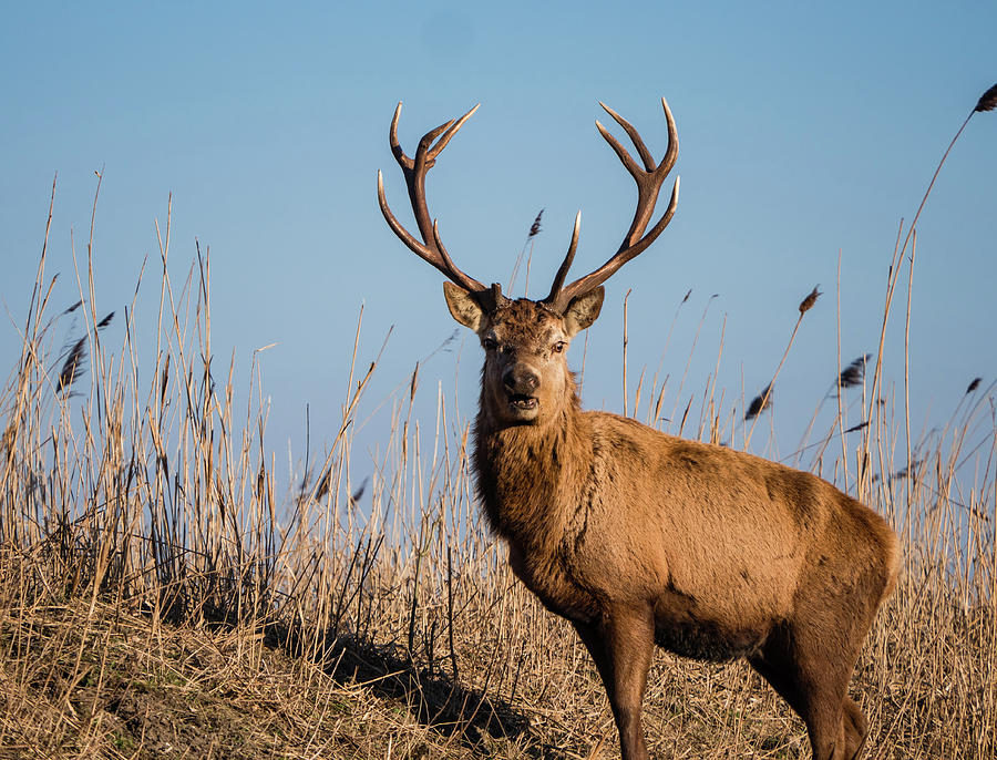 Red deer stag stares at the camera Photograph by Tosca Weijers