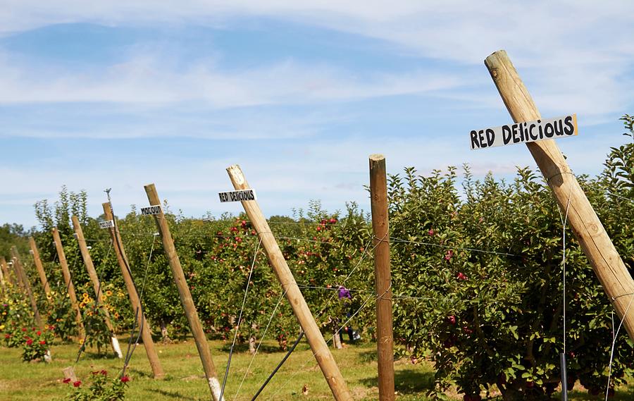 Red Delicious Apple Trees In An Orchard Photograph by Allison Dinner